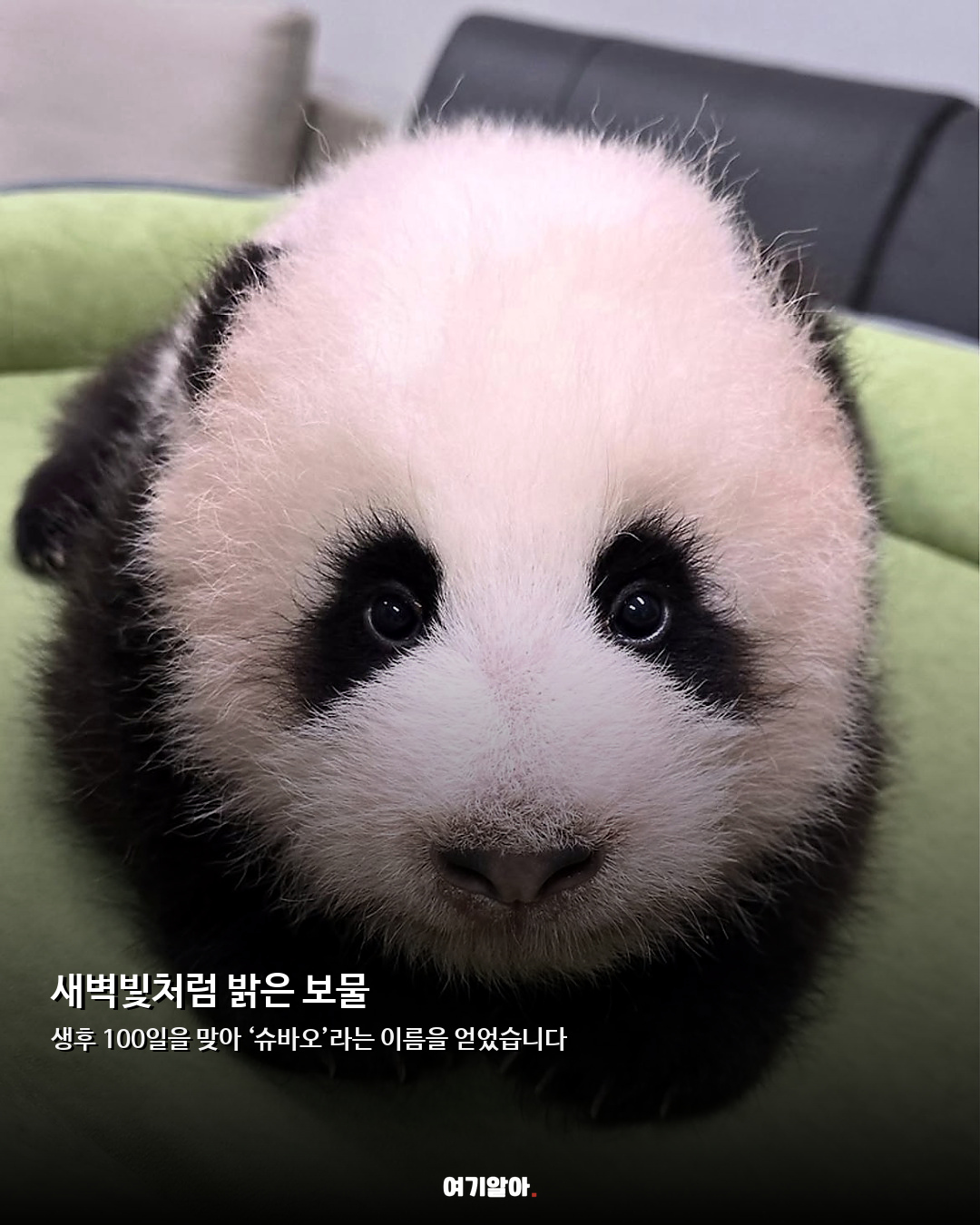 푸바오 동생 이름 확정 아기 판다 ‘슈바오’ 02페이지