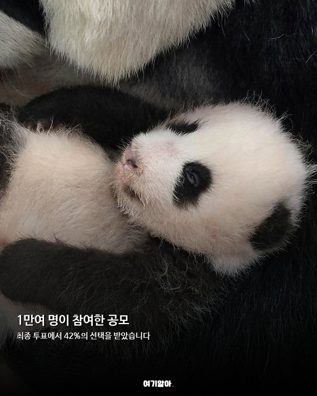 푸바오 동생 이름 확정 아기 판다 ‘슈바오’ 03페이지
