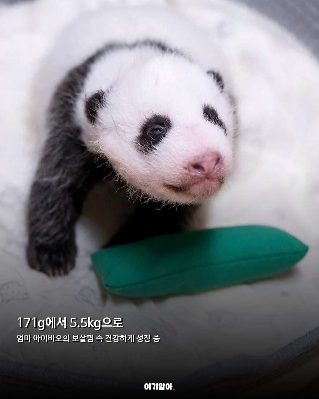 푸바오 동생 이름 확정 아기 판다 ‘슈바오’ 04페이지