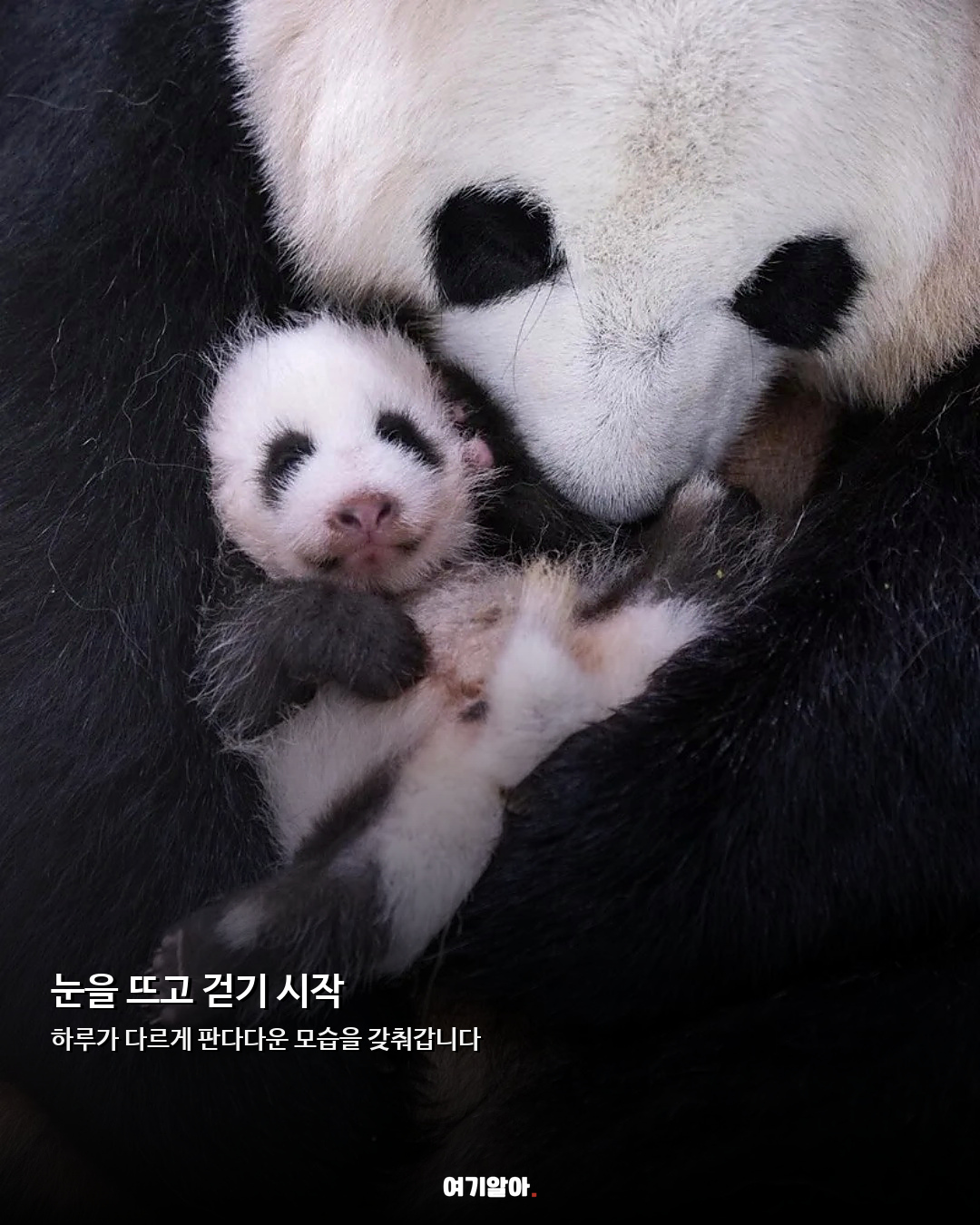 푸바오 동생 이름 확정 아기 판다 ‘슈바오’ 05페이지