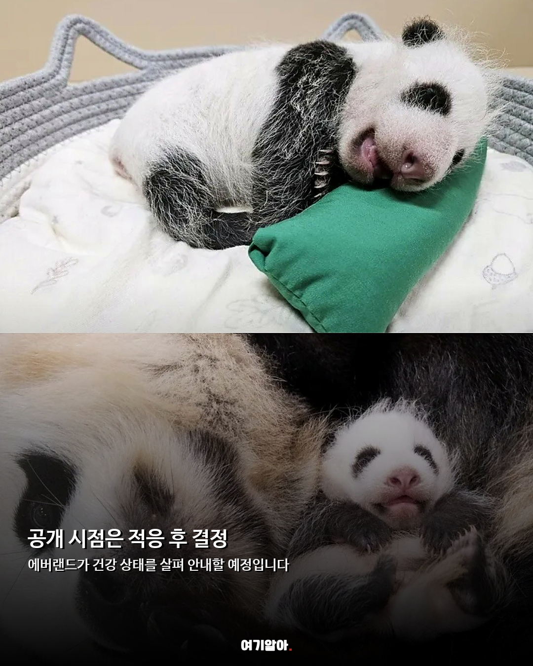 푸바오 동생 이름 확정 아기 판다 ‘슈바오’ 06페이지