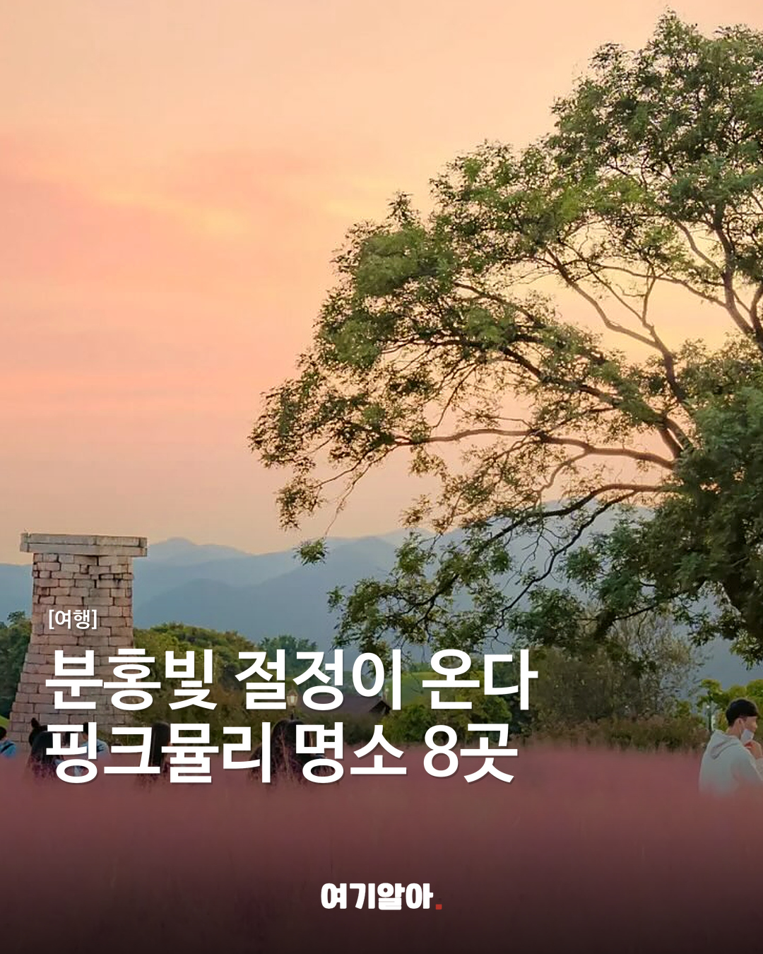 분홍빛 절정이 온다 핑크뮬리 명소 8곳