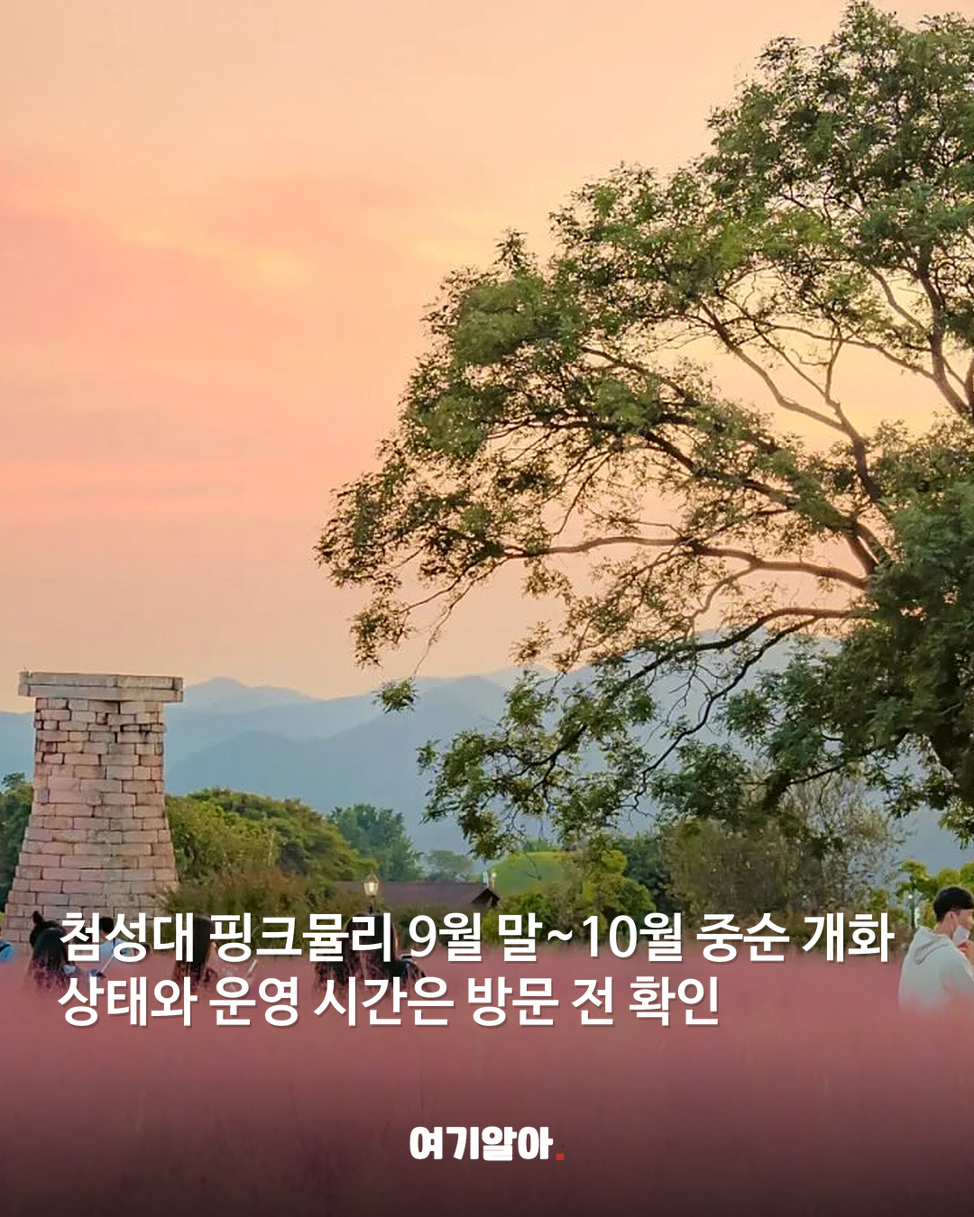 분홍빛 절정이 온다 핑크뮬리 명소 8곳 02페이지