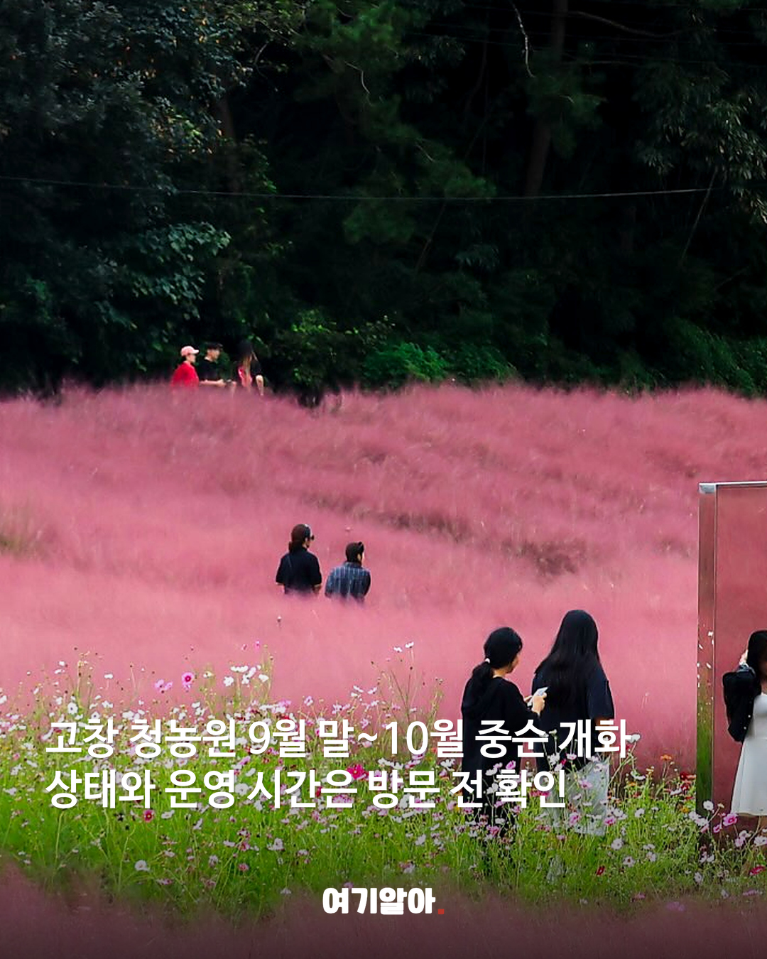 분홍빛 절정이 온다 핑크뮬리 명소 8곳 03페이지