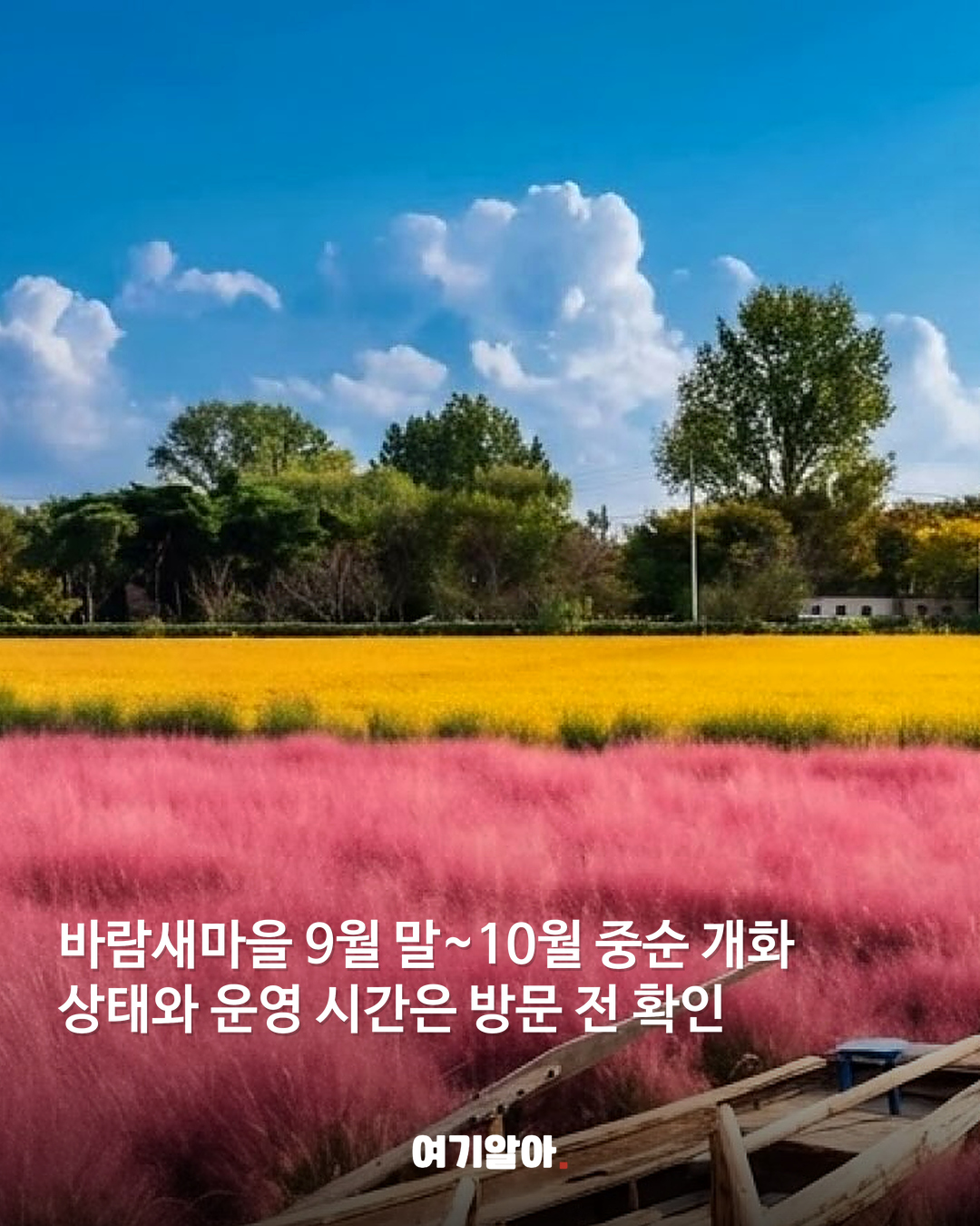 분홍빛 절정이 온다 핑크뮬리 명소 8곳 04페이지