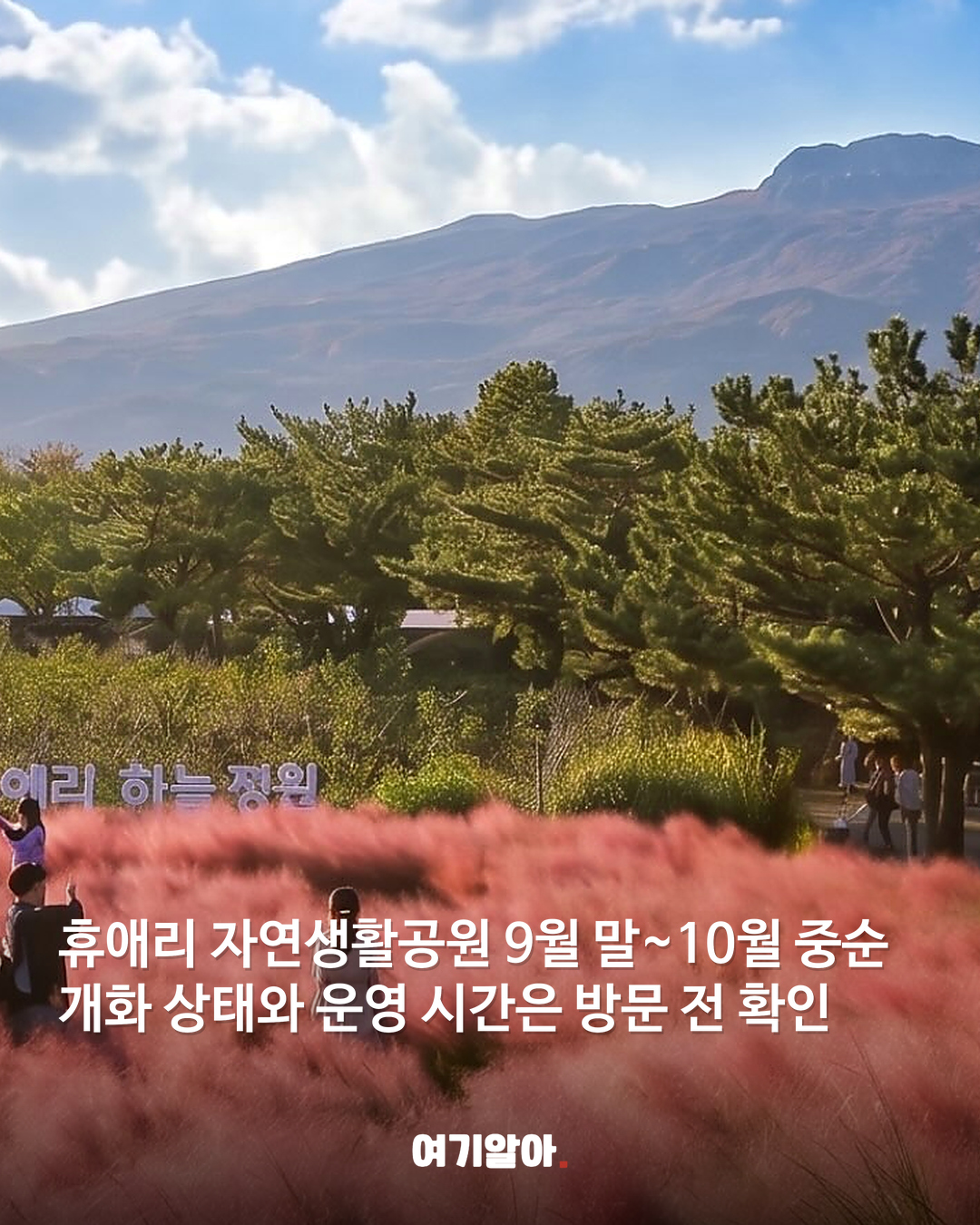 분홍빛 절정이 온다 핑크뮬리 명소 8곳 05페이지