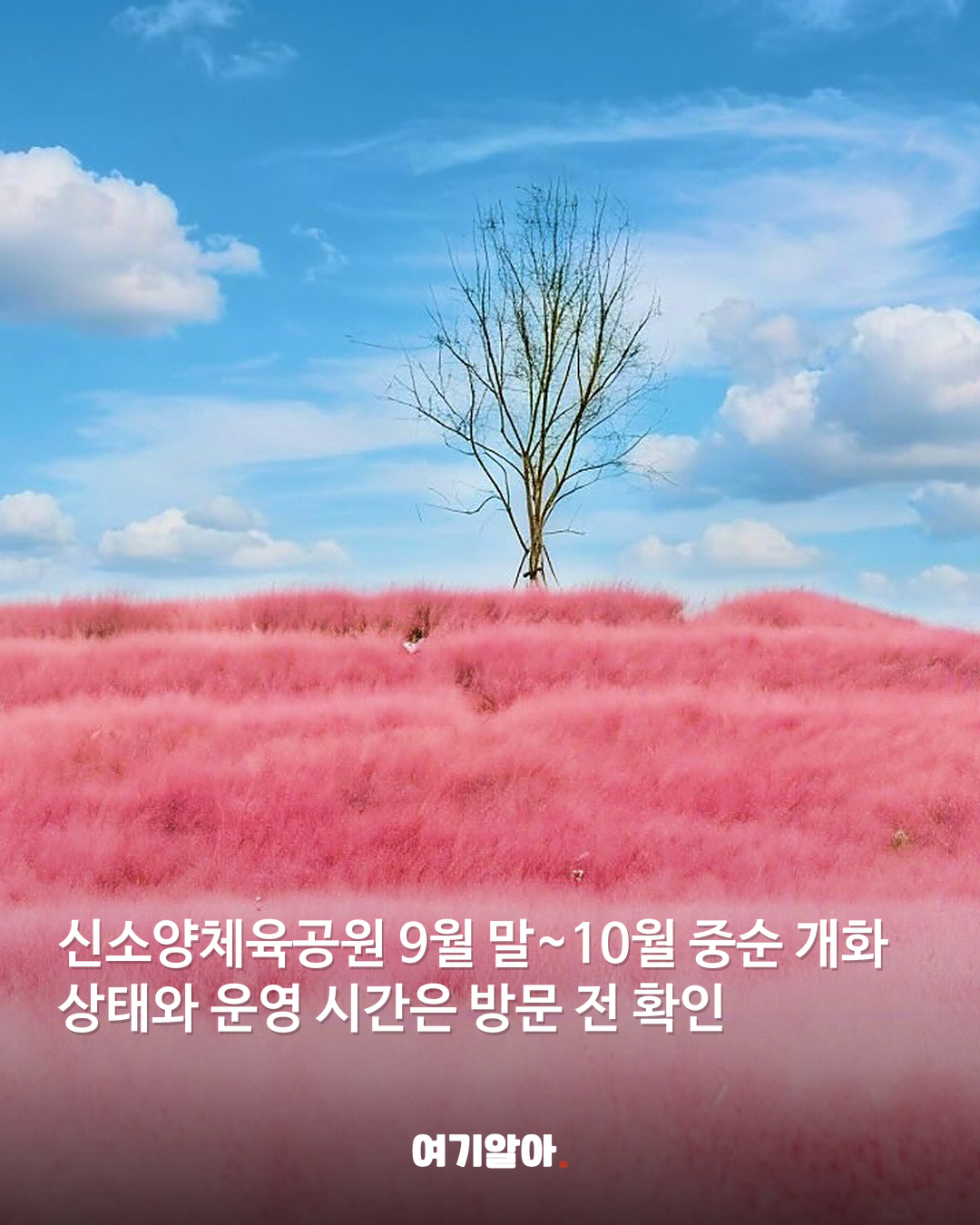 분홍빛 절정이 온다 핑크뮬리 명소 8곳 06페이지