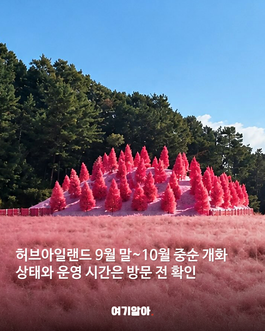 분홍빛 절정이 온다 핑크뮬리 명소 8곳 07페이지