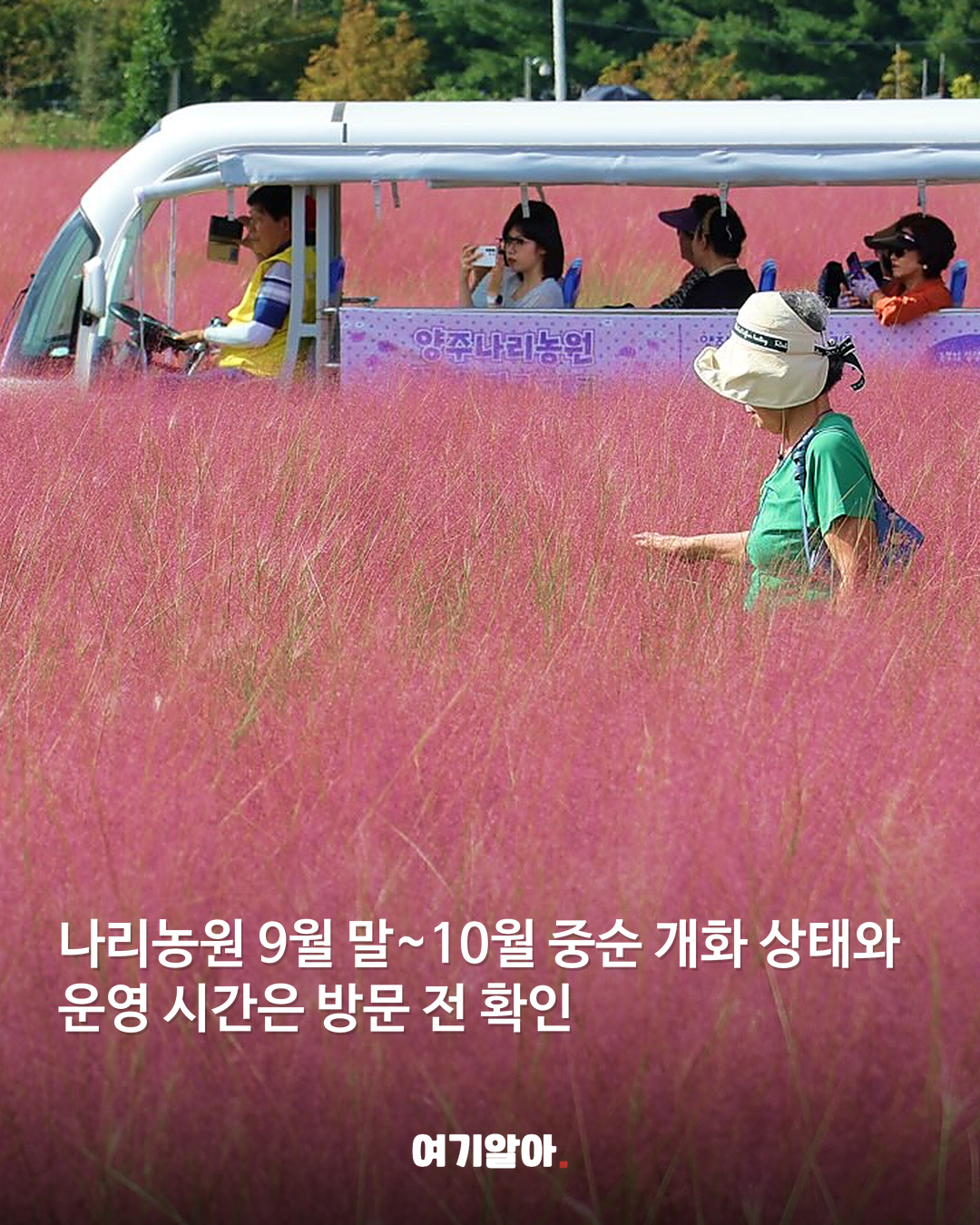 분홍빛 절정이 온다 핑크뮬리 명소 8곳 08페이지