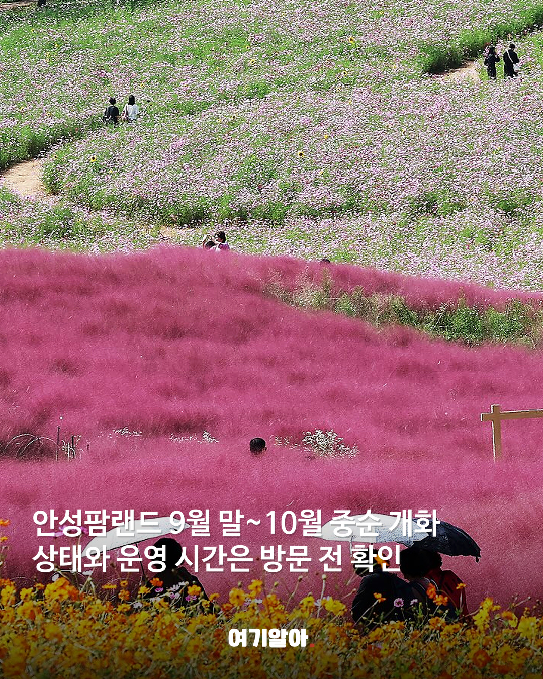 분홍빛 절정이 온다 핑크뮬리 명소 8곳 09페이지