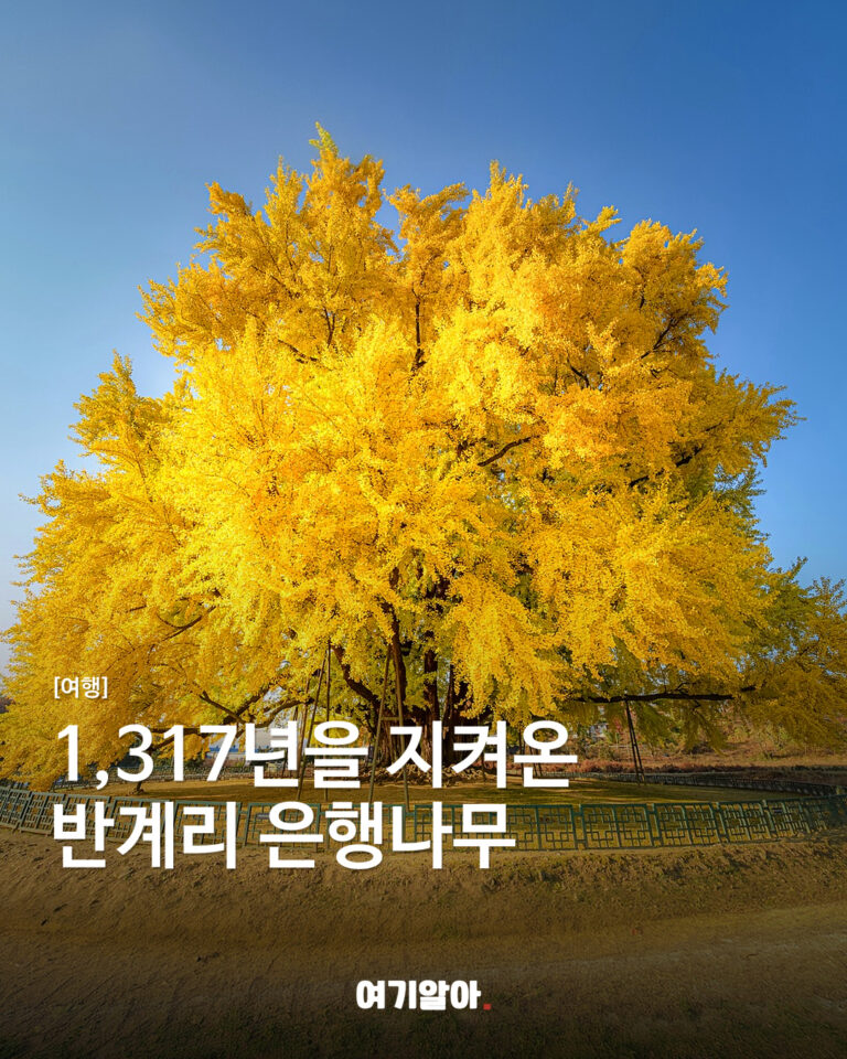 1,317년을 지켜온 반계리 은행나무