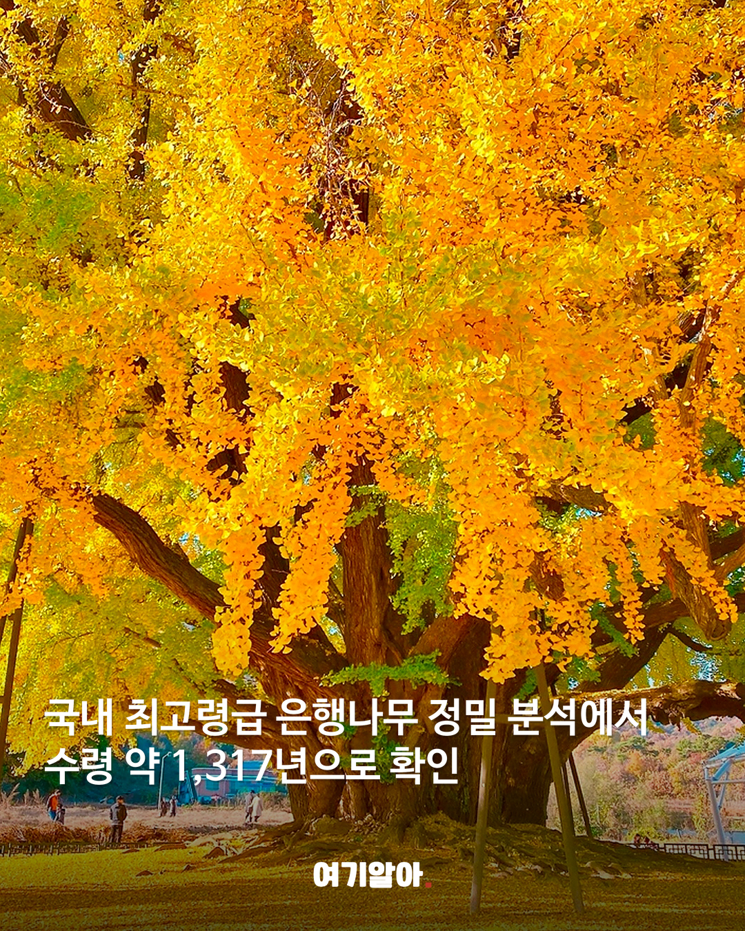 1,317년을 지켜온 반계리 은행나무 본문 1
