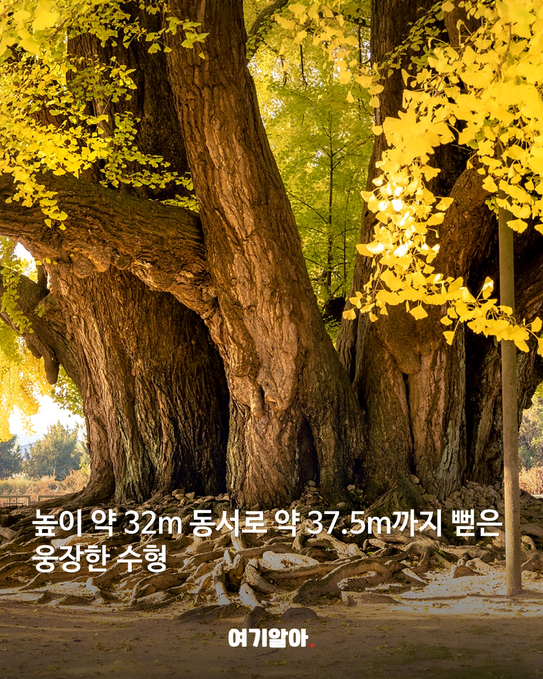 1,317년을 지켜온 반계리 은행나무 본문 2