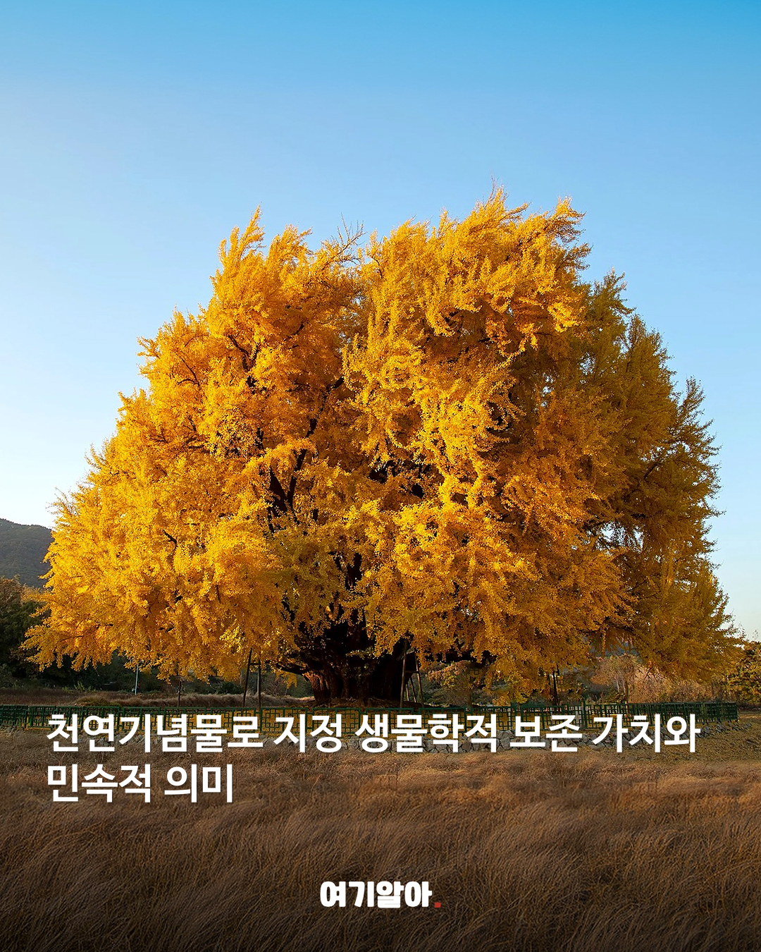 1,317년을 지켜온 반계리 은행나무 본문 3