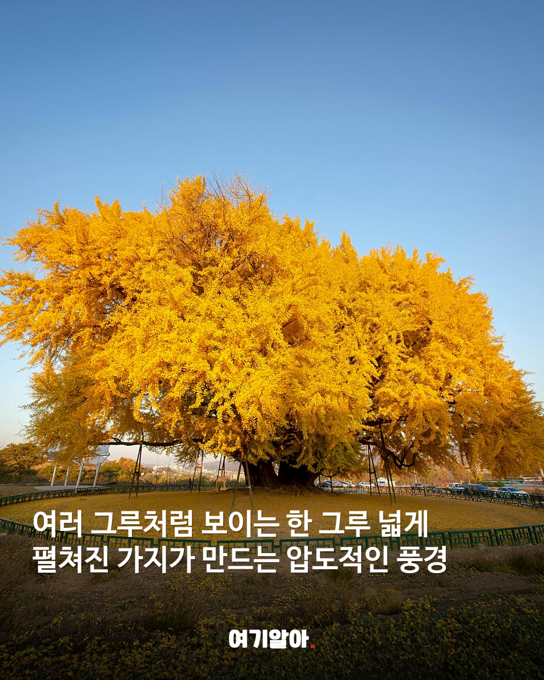 1,317년을 지켜온 반계리 은행나무 본문 4