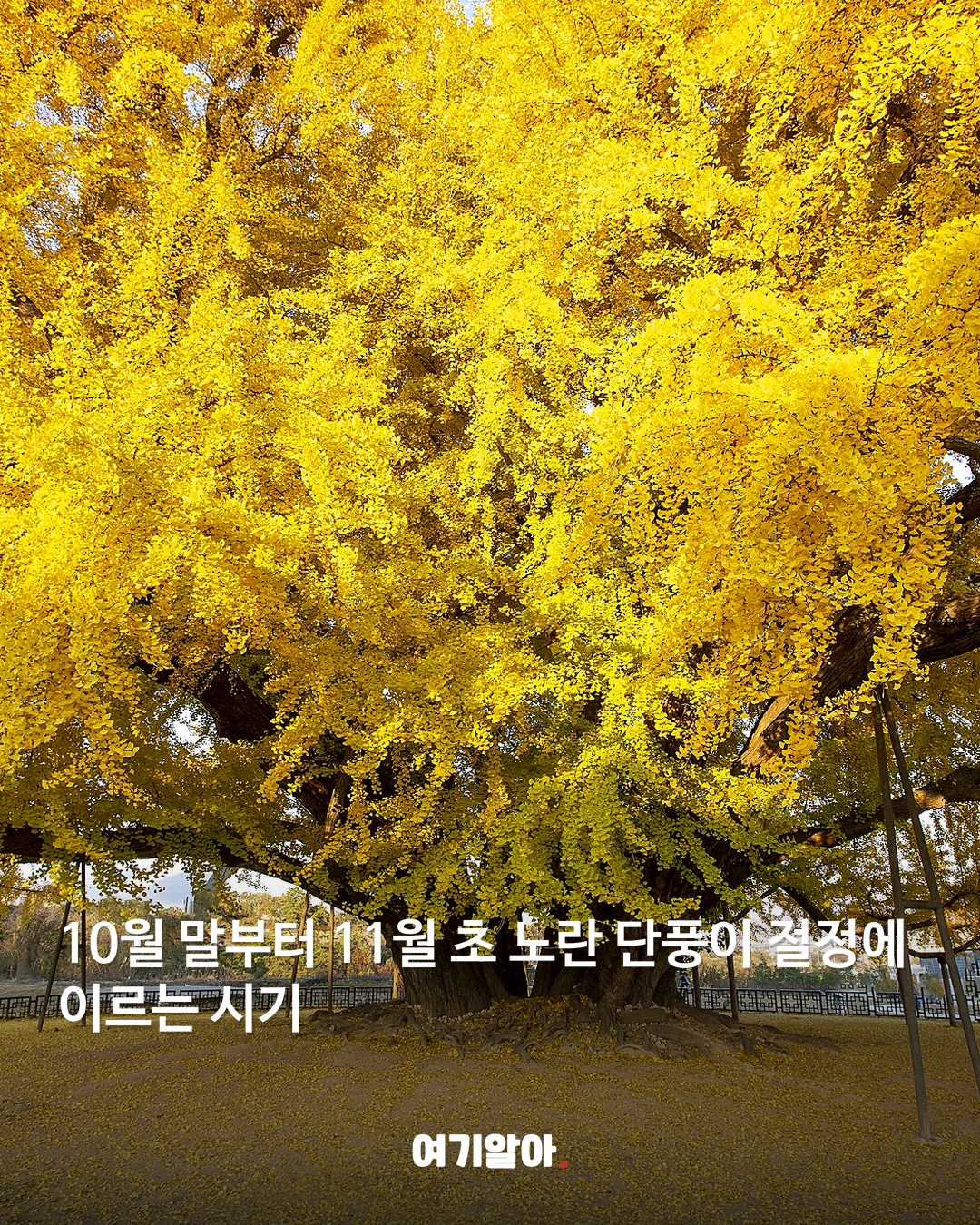 1,317년을 지켜온 반계리 은행나무 본문 5
