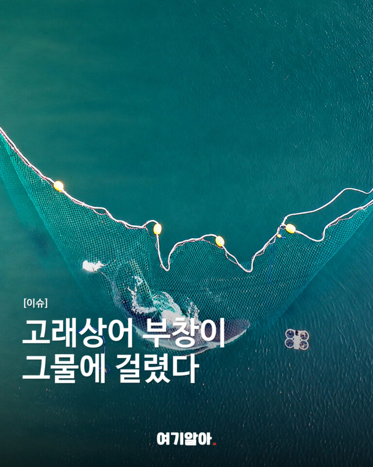 고래상어 부창이, 그물 사고 소식