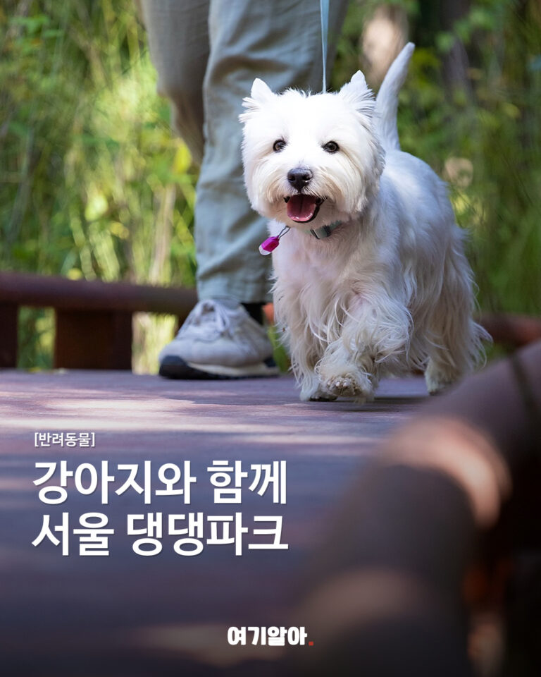 강아지와 함께 가는 서울 댕댕파크