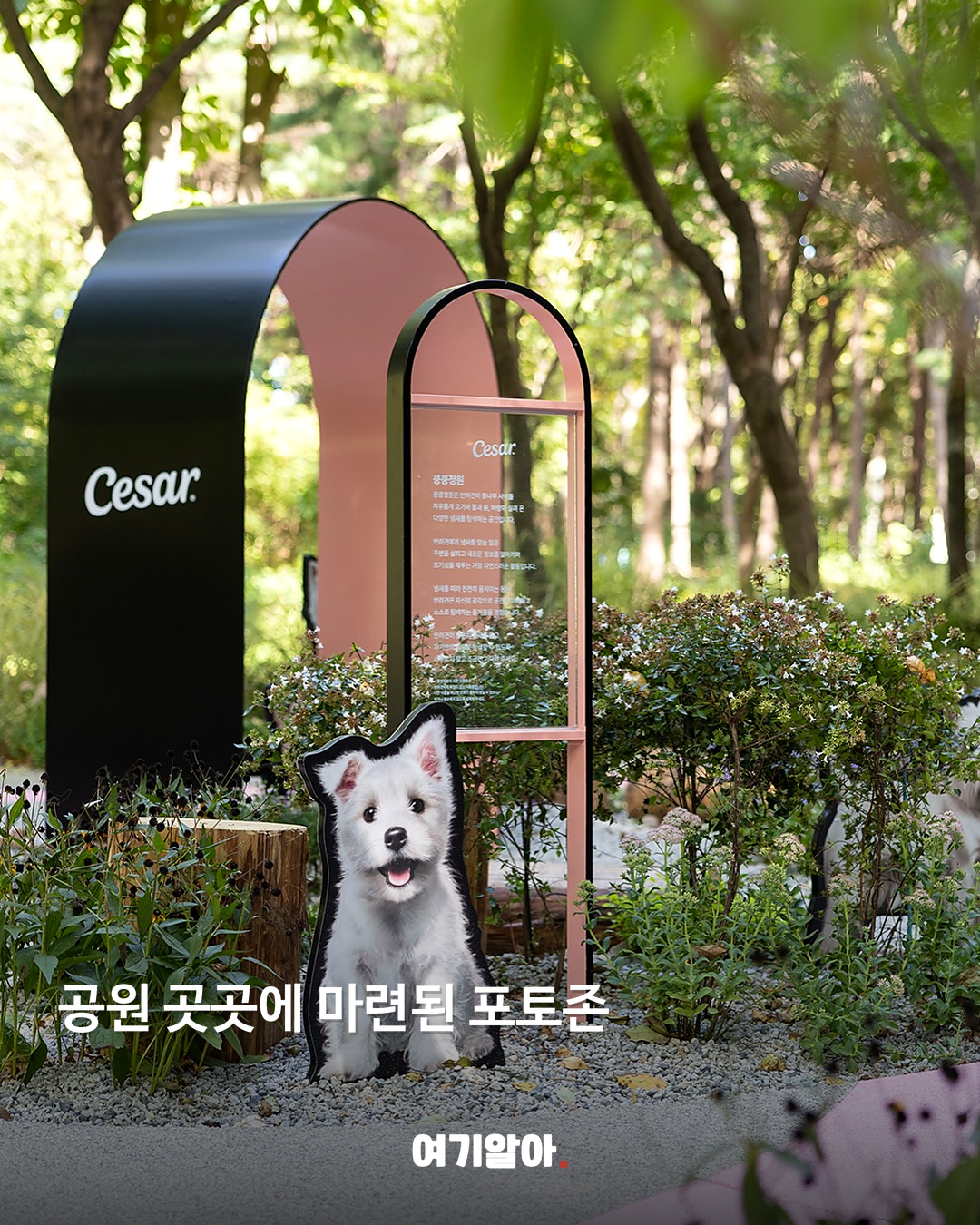 강아지와 함께 가는 서울 댕댕파크 본문 2