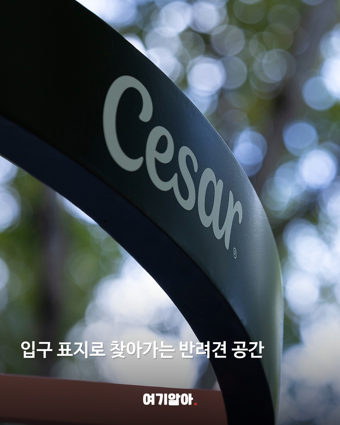 강아지와 함께 가는 서울 댕댕파크 본문 3