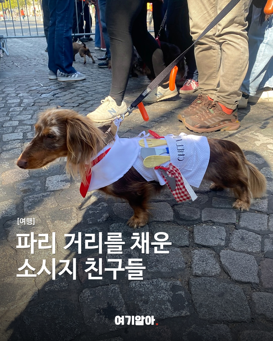 파리 거리를 채운 소시지 친구들