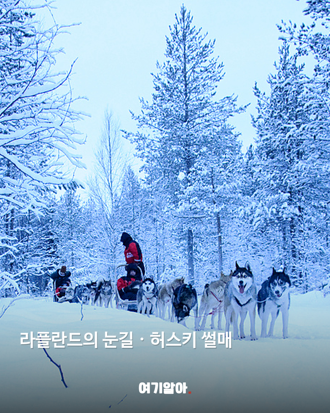 라플란드 허스키 썰매