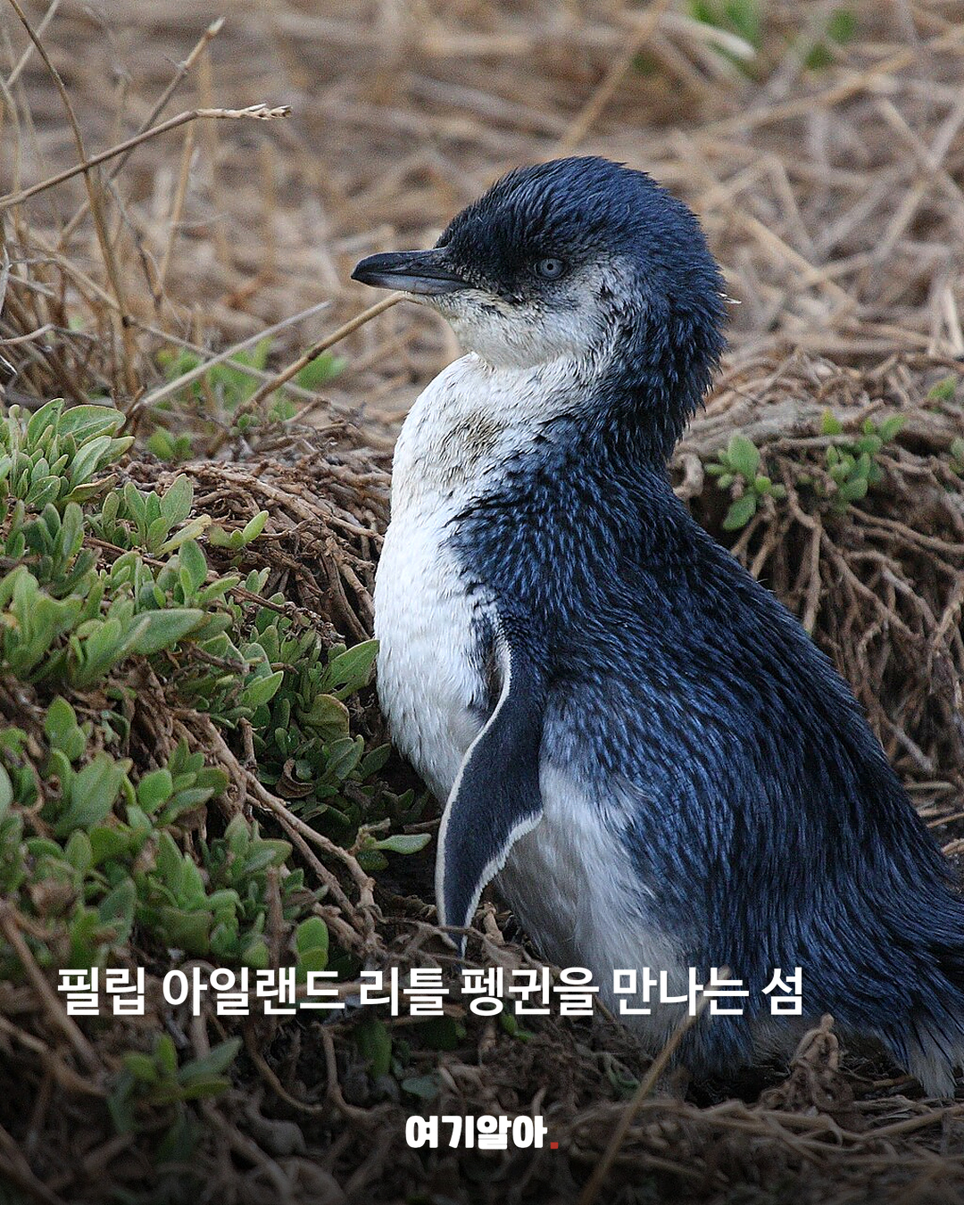 필립 아일랜드