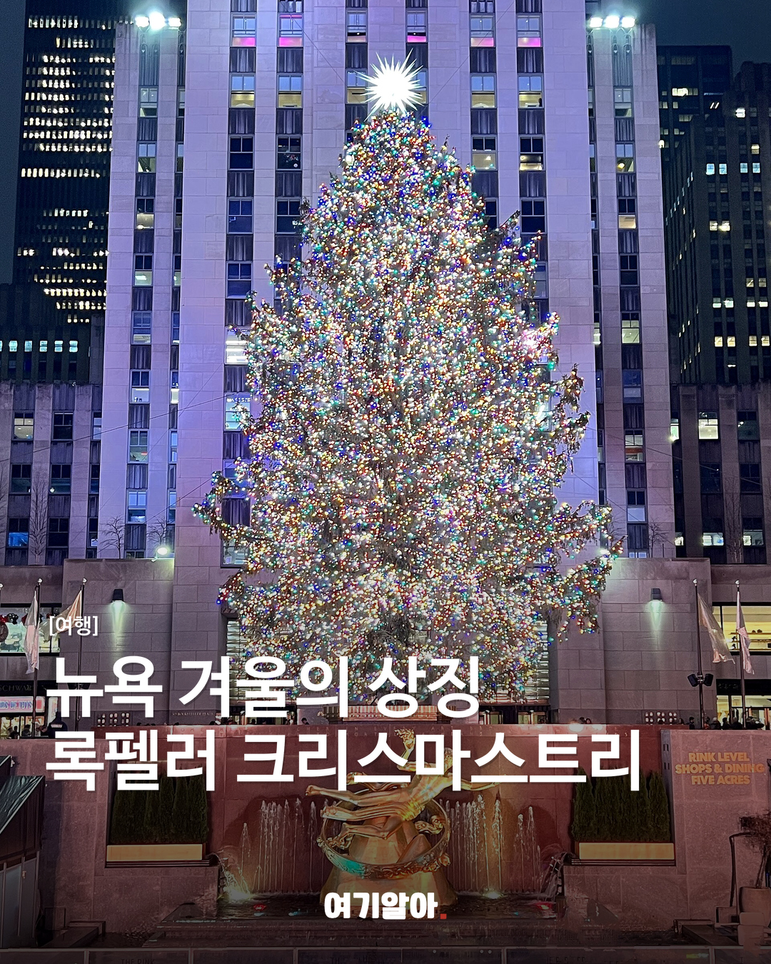 뉴욕 겨울의 상징, 록펠러 크리스마스트리