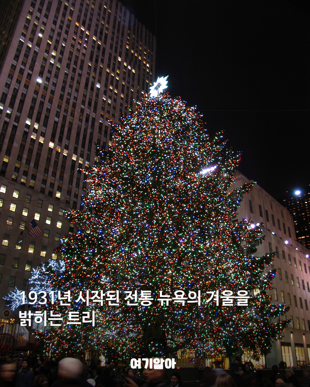 실제 트리 자료 사진