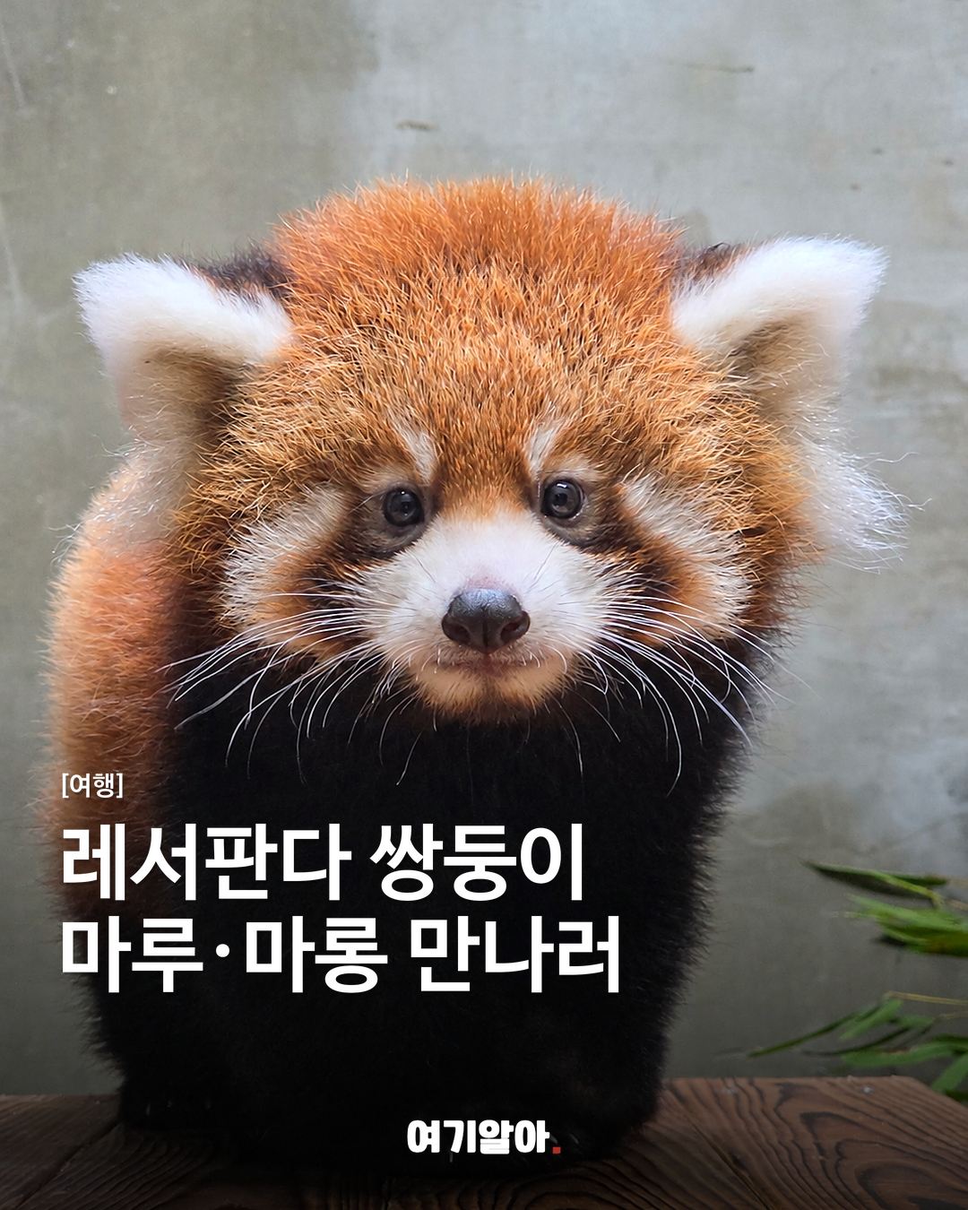 서울대공원 레서판다 쌍둥이, 10월 14일 공개