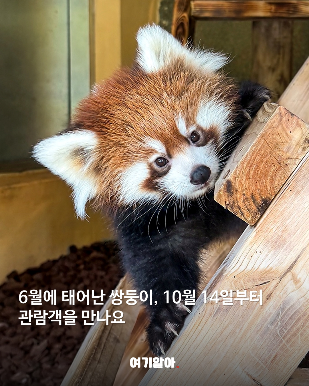 6월에 태어난 쌍둥이, 10월 14일부터 관람객을 만나요