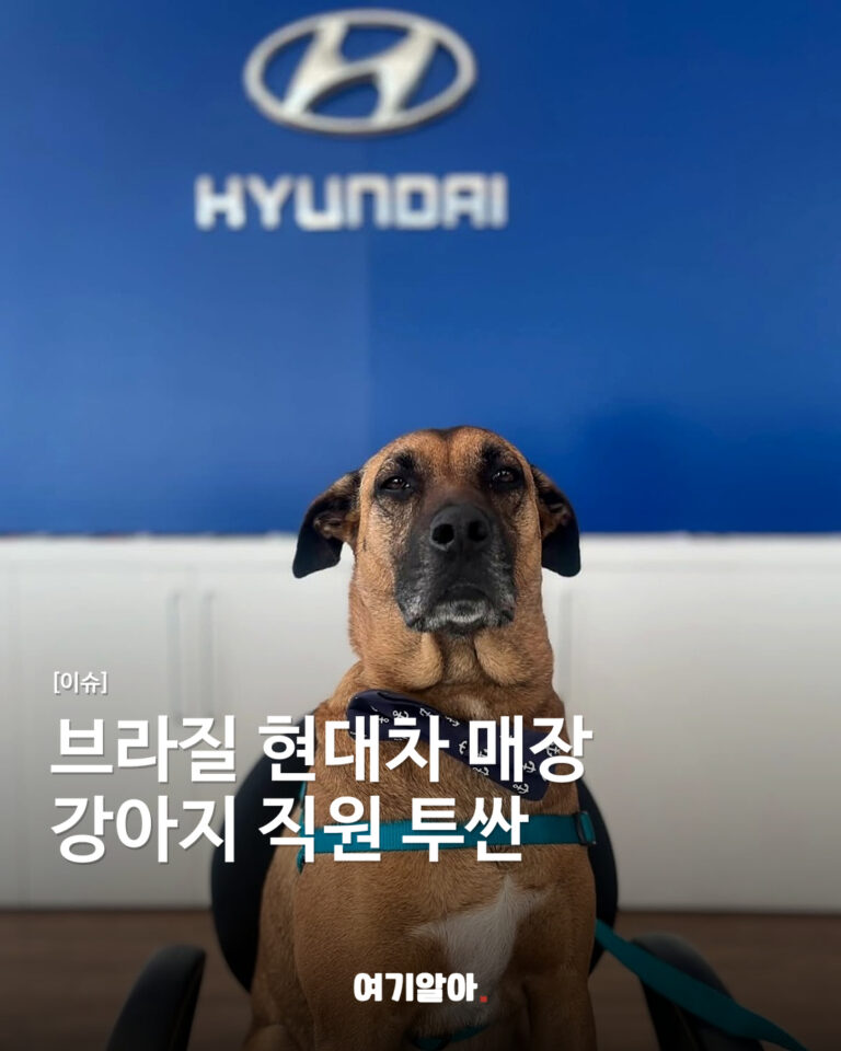 브라질 현대차 매장의 강아지 직원, 투싼 프라임