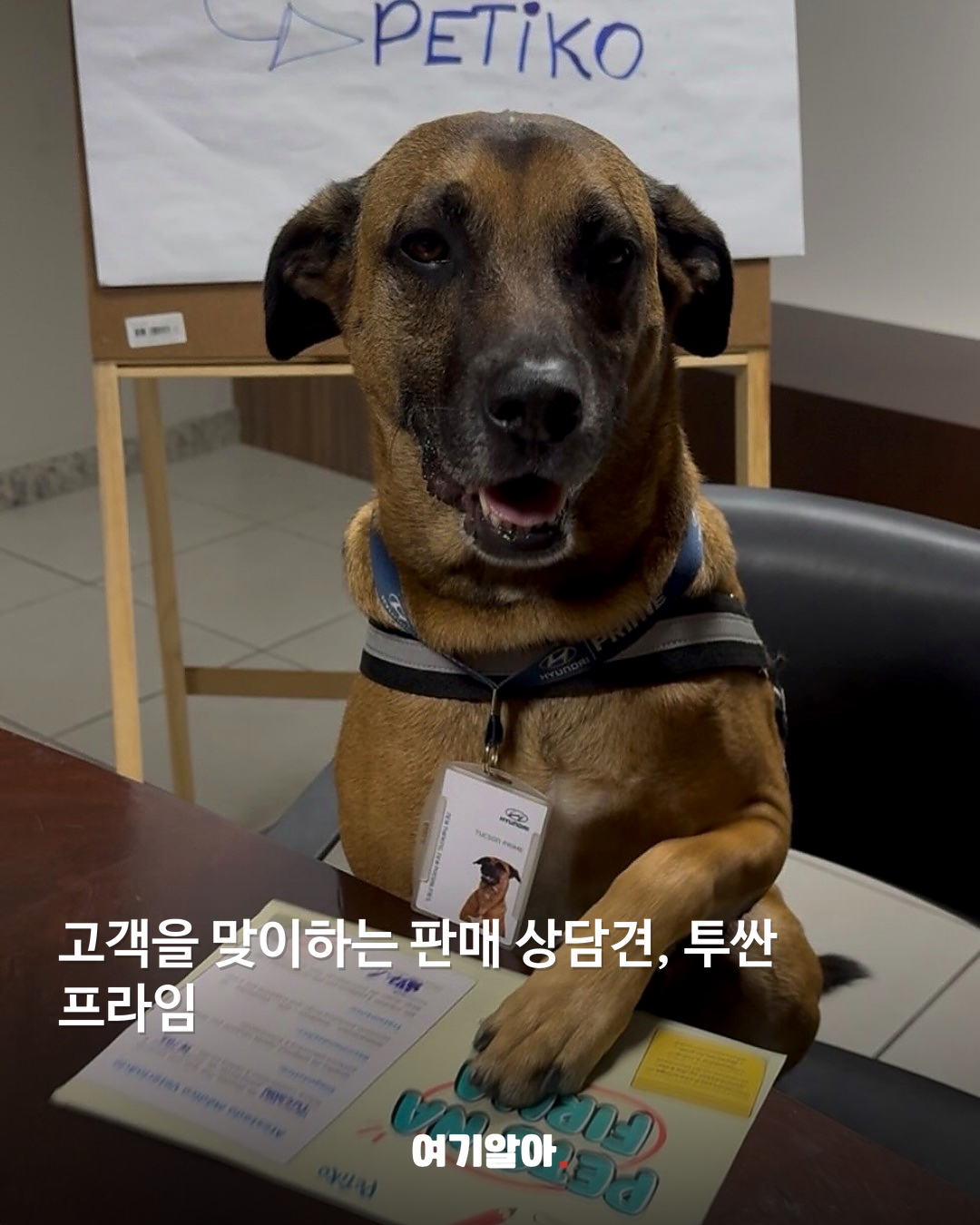 고객을 맞이하는 판매 상담견, 투싼 프라임