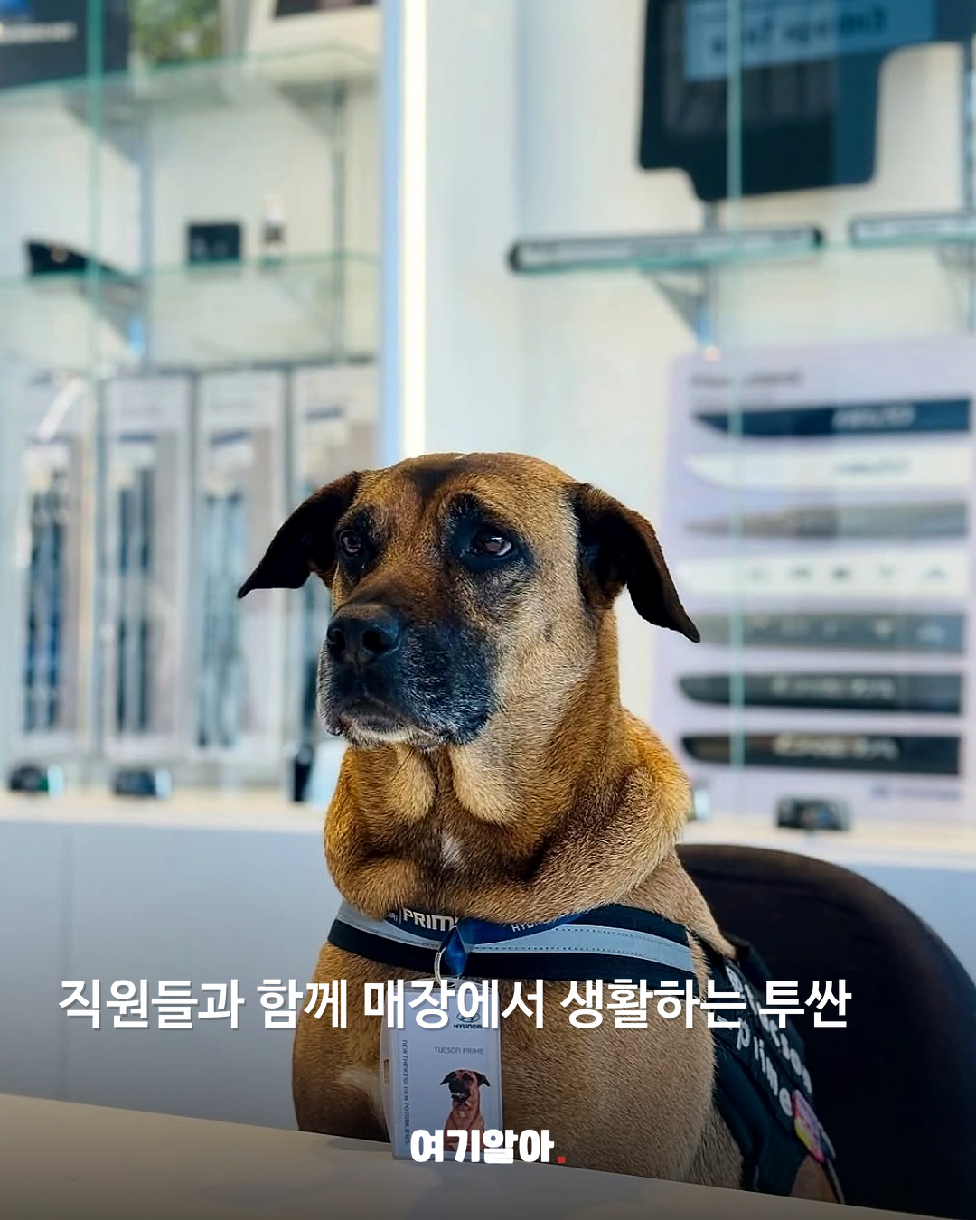 직원들과 함께 매장에서 생활하는 투싼